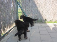 /album/fotogaleria-a-vrh/stence-5-tyzdnov-108-jpg/